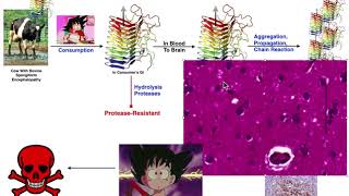 Prions  Mad Cow Disease amp Variant CreutzfeldtJakob Disease vCJD [upl. by Barayon]