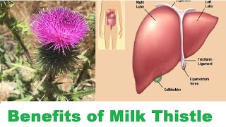 Health Benefits of Milk Thistle Silybum marianum जडिवुटिहरुको राजाLiver Tonic Medicinal herbs [upl. by Zakarias]