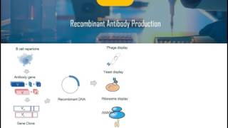 Introduction of Recombinant Antibody [upl. by Dysart175]