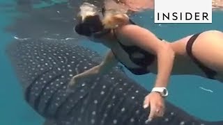 Ocean Ramsey Is Changing Peoples Perceptions On Sharks [upl. by Zetneuq]