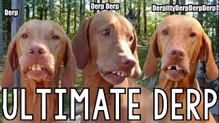 Ultimate Derp Compilation [upl. by Swamy]