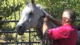 Boz Custom Leather Headstall Online YouTube [upl. by Coppinger]