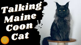 Talking Cat  Blue Maine Coon [upl. by Mukul]