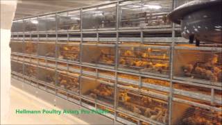 Hellmann Poultry Equipment Voliere  Aviary Aviario Вольеры для выращивания молодняка [upl. by Nuajed470]