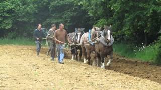 travail des chevaux de trait breton au labour [upl. by Seldun570]