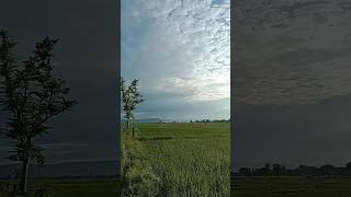 nature song trending youtubeshorts viralvideo music 🌳🌄🌿🌿 [upl. by Vahe]