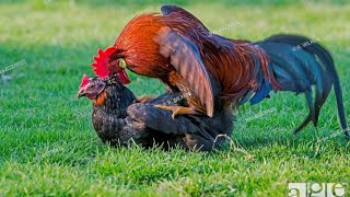 Rooster group Mating with Hen  closeup of chicken mating Hen breeding [upl. by Nichani]