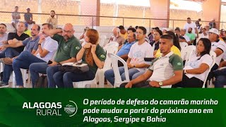 Período de defeso do camarão marinho pode mudar a partir do próximo ano em Alagoas Sergipe e Bahia [upl. by Devitt]