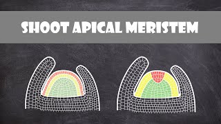 Shoot Apical Meristem Structure  Plant Biology [upl. by Assilym214]