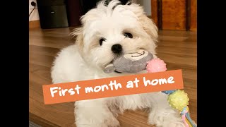 First month with a Maltese puppy  How to care for your puppy  Cute [upl. by Giustino]