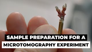 Sample preparation for a microtomography experiment  ANATOMIX Beamline [upl. by Notnert]