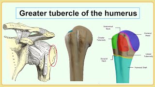 greater tubercle of the humerus [upl. by Ralleigh]