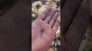 4 gram gold nugget using gpx6000 kalgoorlie western australia [upl. by Eppilihp]