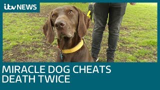 Rescue dogs amazing tale of survival against the odds  ITV News [upl. by Anelhtak]