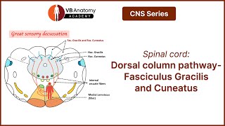 Spinal cord Dorsal column pathwayFasciculus Gracilis and Cuneatus [upl. by Nydnarb838]