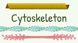 Cell Cytoskeleton Structure amp Functions  Microtubules  Thin Thick and Intermediate Filaments [upl. by Odraleba]