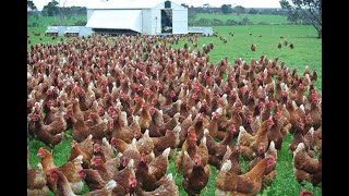 Amazing  Nearly 30 Thousand Chickens and Roosters All at Once out for feeding [upl. by Ientruoc]