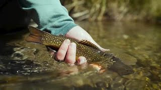 The Hows Whens and Whys of Small Stream Hopper Fishing [upl. by Fernanda]