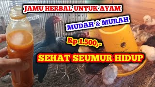 HARUSNYA BIKIN DARI DULU JAMU HERBAL AYAM SEHAT TERUS MURAH [upl. by Atteugram]