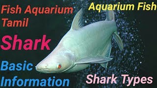 சார்க் மீன் shark பற்றிதெரிஞ்சிகோங்க Information about shark fish basics  Fish Aquarium Tamil [upl. by Yonatan]