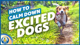 Help Your Excited Dog Calm Down And Stop Barking Lunging Spinning Nipping 136 podcast [upl. by Erialb]