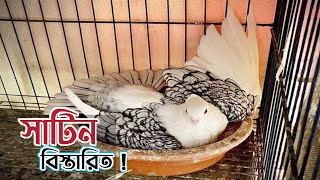 সার্টিন কবুতর সম্পর্কে সবকিছু এই ভিডিওতে 🥰 Sartin kobutor [upl. by Saxela746]