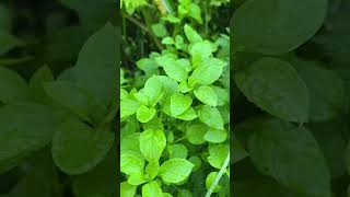 A Poisonous Plant to Avoid When Foraging Chickweed [upl. by Cleres]