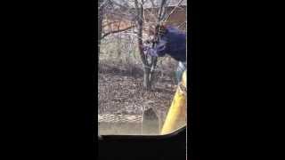 Pulling out buckthorn with skid steer [upl. by Akirehc173]