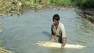 The Amazing Story of the Bengali Jute Harvest [upl. by Eran929]