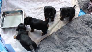 Ciara and Finnegans puppies born in October 2014 [upl. by Borek879]