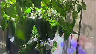 Aerogarden  Picking green chillies from Aerogarden [upl. by Ralat]