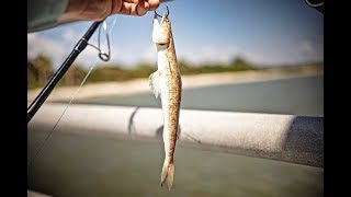 Fishing the PIER with LIVE LIZARDFISH [upl. by Anaed]