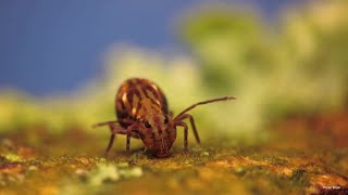 Globular Springtail Galore [upl. by Mendez744]