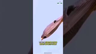 Peregrine Falcon  Fastest Animal On Our Earth [upl. by Raval]