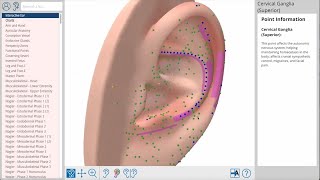 Auriculo360 Your Comprehensive Guide To Ear Acupuncture [upl. by Anaizit411]