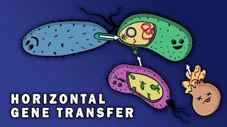 CONJUGATION TRANSFORMATION TRANSDUCTION HORIZONTAL GENE TRANSFER [upl. by Calen]