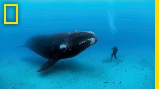 Diving with Whales  Nat Geo Live [upl. by Hama]