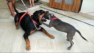 Huge Rottweiler and Small Pitbull Once again   Bolt  Heli [upl. by Pheni]