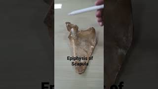 Epiphysis of Scapula [upl. by Branden]