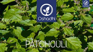 Patchouli  EssentialOilPlant Portrait by Dr Malte Hozzel [upl. by Ymorej]