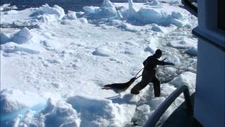 Seal Hunt 2007wmv [upl. by Maia]