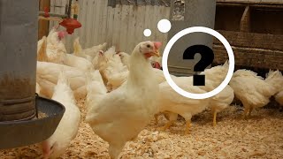 Why The Egg Industry Uses White Leghorns [upl. by Jarid]