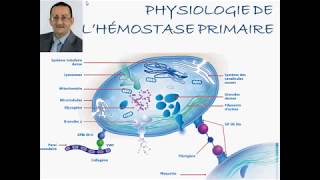 PHYSIOLOGIE DE HÉMOSTASE PRIMAIRE [upl. by Oludoet]