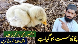 Lazy Chicks Treatment  Sust Chozy Ka Ilaj  Poultry Markaz [upl. by Ernesta208]