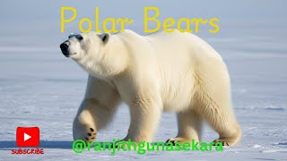 Polar Bears Masters of the Arctic Winter [upl. by Alta190]