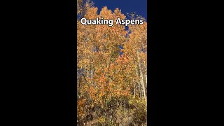 Healing sounds of Quaking Aspens 🍂 Aspens in Autumn [upl. by Raphael]