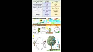 Photosynthesis Stages geneticteacher [upl. by Nyrrad]