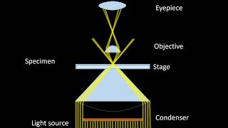 Dark field Microscopy Animation Parts Principle and Applications [upl. by Schaab]