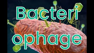 bacteriophage class microbiologymedtelugu [upl. by Wye]