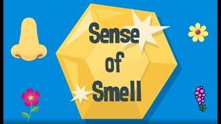 Sense of Smell [upl. by Nylatsyrk]